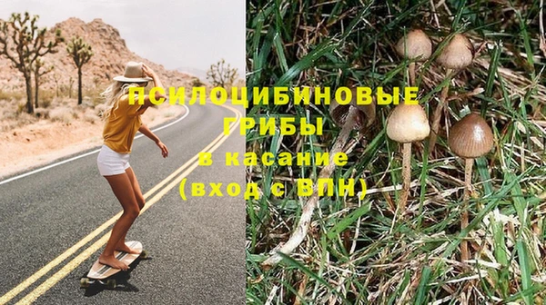 прущие грибы Беломорск